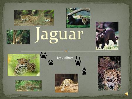 Jaguar by Jeffrey Mammals Fish Reptiles Birds Amphibians.