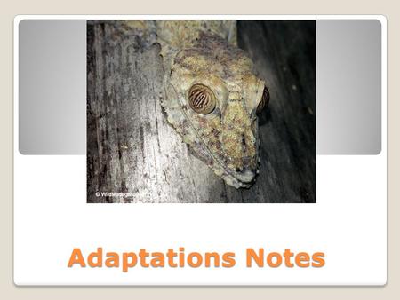 Adaptations Notes. Adaptations Structures, functions, or behaviors that help an organism to survive in its environment and reproduce ◦These can be broken.