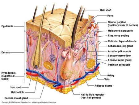 IV. Dermis A. Layer of skin between epidermis and subQ (Hypodermis) layer B. Composed of connective tissue containing collagen and elastic fibers C. Dermal.