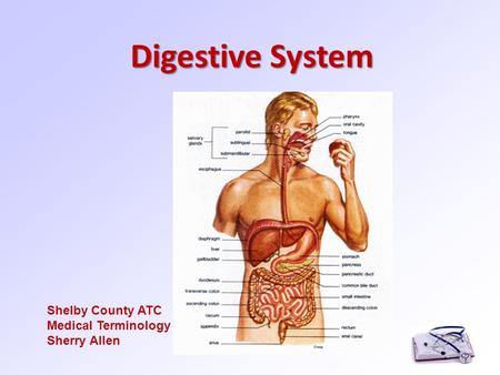 Digestive System Shelby County ATC Medical Terminology Sherry Allen.