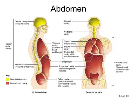 Abdomen Figure 1.9.