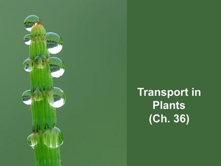 Transport in Plants (Ch. 36) Transport in plants H 2 O & minerals – transport in xylem – Transpiration Adhesion, cohesion & Evaporation Sugars – transport.
