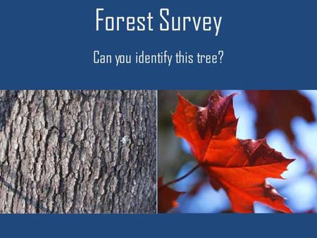 Forest Survey Can you identify this tree?. Red Maple.
