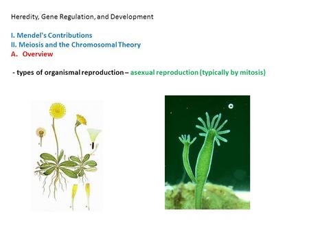 Heredity, Gene Regulation, and Development I. Mendel's Contributions II. Meiosis and the Chromosomal Theory A.Overview - types of organismal reproduction.