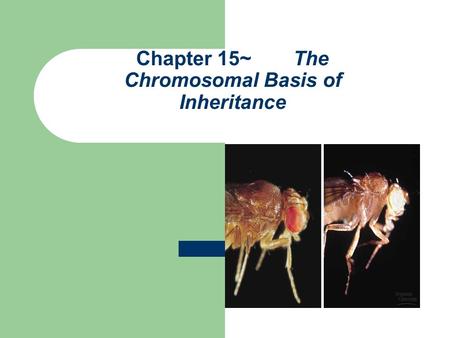 Chapter 15~ The Chromosomal Basis of Inheritance.