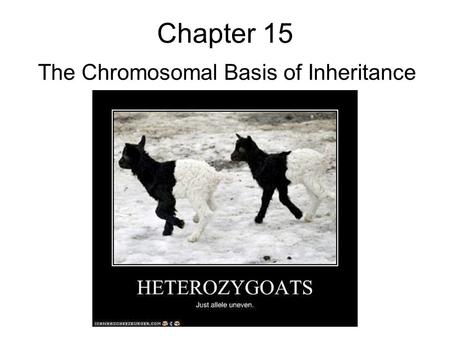 Chapter 15 The Chromosomal Basis of Inheritance. Chromosomal genetics Part I- Sex linkage Part II: Linkage Part III: Chromosomal aberrations.