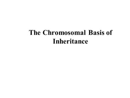 The Chromosomal Basis of Inheritance. Overview: Locating Genes Along Chromosomes Mendel’s “hereditary factors” were genes Today we can show that genes.