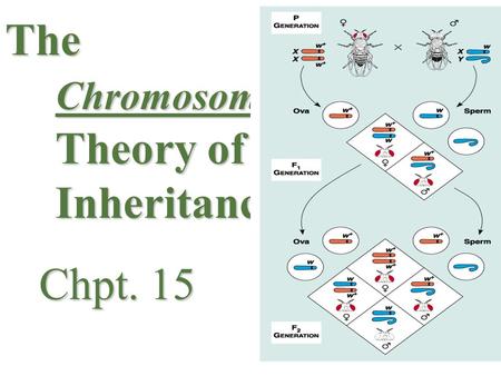 The Chromosome Theory of Inheritance Chpt. 15 Chpt. 15.