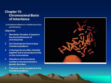 Chapter 15: Chromosomal Basis of Inheritance (Link between Meiosis or cellular processes and Genetics) Objectives 1.Mendelian Genetics is based on the.
