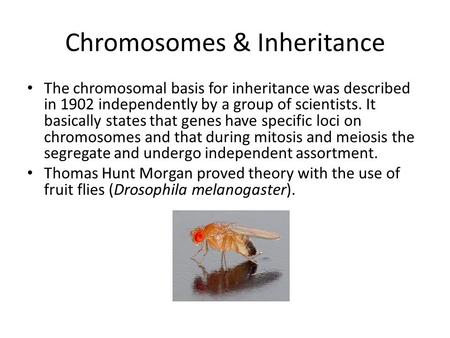 Chromosomes & Inheritance The chromosomal basis for inheritance was described in 1902 independently by a group of scientists. It basically states that.