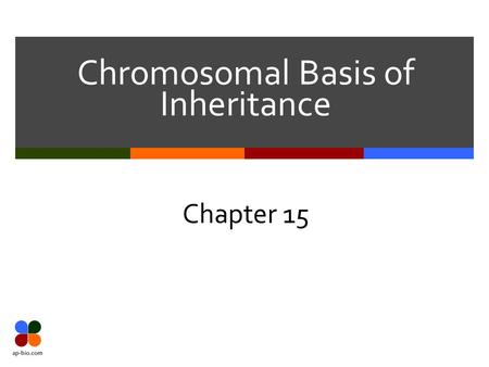 Chromosomal Basis of Inheritance Chapter 15. Slide 2 of 36 Mendel & Chromosomes  Today we know that Mendel’s “hereditary factors” are located on chromosomes.