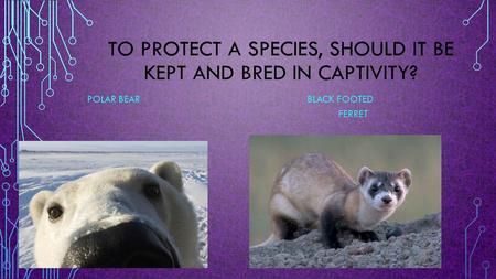 TO PROTECT A SPECIES, SHOULD IT BE KEPT AND BRED IN CAPTIVITY? POLAR BEAR BLACK FOOTED FERRET.