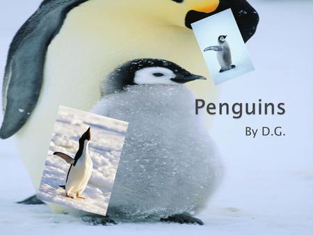 By D.G..  Penguins can live in Africa or the Antarctic. Most penguins live in Antarctica. It is so cold in Antarctica that penguins have to stay in a.