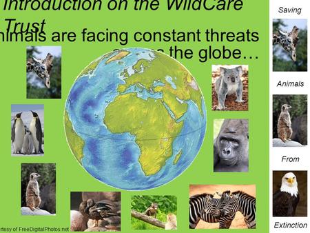 Saving Animals From Extinction Introduction on the WildCare Trust Animals are facing constant threats across the globe… © Photos Courtesy of FreeDigitalPhotos.net.