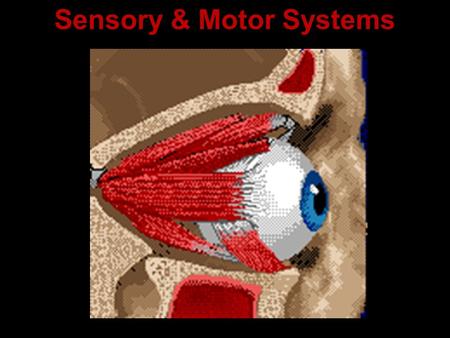 Sensory & Motor Systems. Some vocabulary: Sensation Action potentials that reach the brain via sensory neurons Perception The brain’s awareness of sensations.