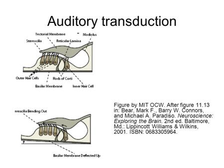 Auditory transduction Figure by MIT OCW. After figure 11.13 in: Bear, Mark F., Barry W. Connors, and Michael A. Paradiso. Neuroscience: Exploring the Brain.