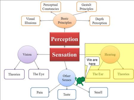 Sensation Vision The Eye Theories Hearing The Ear Theories Other Senses Smell Taste Pain Gestalt Principles Perceptual Constancies Perception Basic Principles.