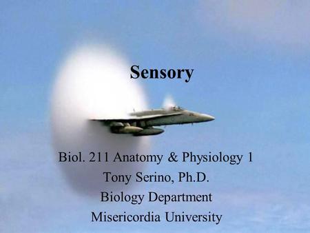 Sensory Biol. 211 Anatomy & Physiology 1 Tony Serino, Ph.D. Biology Department Misericordia University.