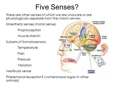Five Senses? There are other senses of which we are unaware or are physiologically separate from the classic senses: Kinesthetic senses (motor sense) Proprioception.