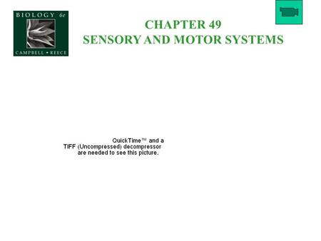 CHAPTER 49 SENSORY AND MOTOR SYSTEMS. Figure 49.0 Bat locating a moth.