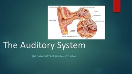 The Auditory System THE CAPABILITY FOR HUMANS TO HEAR.