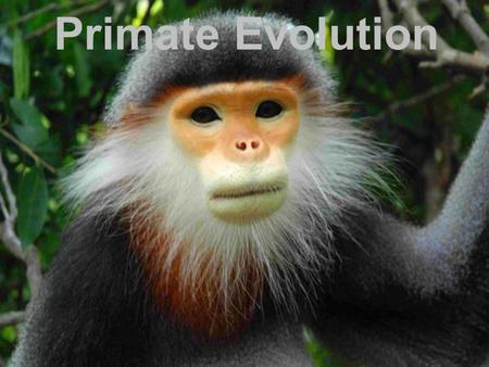 Primate Evolution. THINK ABOUT IT –Primates means “first” in Latin. But what are primates “first” in? –When primates appeared, there was little to distinguish.