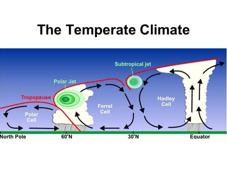 The Temperate Climate. The Temperate Hadley Cell Westerly Prevailing Winds Warm inputs (often from the Tropical Hadley Cell) Cold inputs form the Polar.
