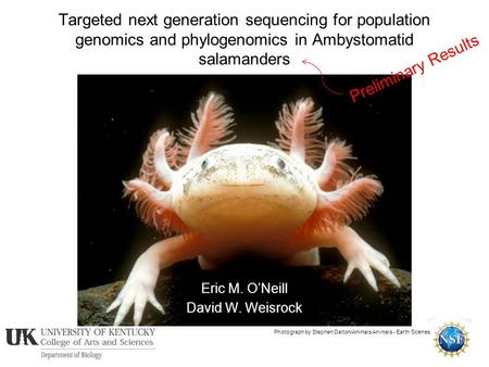Targeted next generation sequencing for population genomics and phylogenomics in Ambystomatid salamanders Eric M. O’Neill David W. Weisrock Photograph.