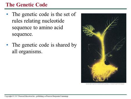 Copyright © 2007 Pearson Education Inc., publishing as Pearson Benjamin Cummings The Genetic Code The genetic code is the set of rules relating nucleotide.