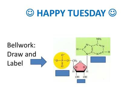 HAPPY TUESDAY Bellwork: Draw and Label. Reminders Tomorrow is a PSAT Day (1 st – 4 th will not meet) Notecards will be due on Thursday Test will be next.