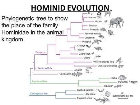 HOMINID EVOLUTION Phylogenetic tree to show the place of the family Hominidae in the animal kingdom.