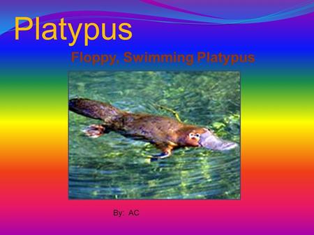 Platypus Floppy, Swimming Platypus By: AC.