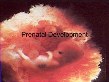 Prenatal Development. Conception Stages (NOT Trimesters) Germinal/Blastocyst/Zygote Stage –Begins with Conception and ends with implantation –0-(8-14)