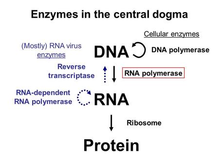 DNA RNA Protein Reverse transcriptase RNA-dependent RNA polymerase DNA polymerase RNA polymerase Ribosome Enzymes in the central dogma Cellular enzymes.