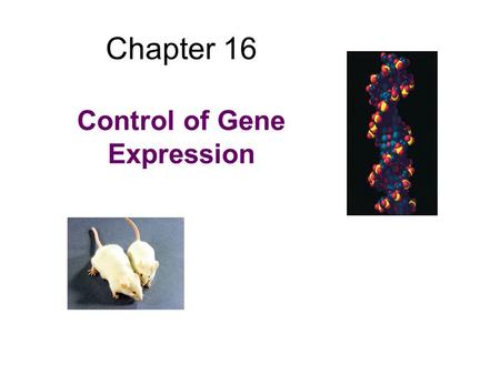 Chapter 16 Control of Gene Expression. Topics to discuss DNA binding proteins Prokaryotic gene regulation –Lac operon –Trp operon Eukaryotic gene regulation.