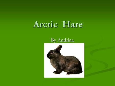 Arctic Hare By Andrina Mammal They deliver their babies alive. They deliver their babies alive. They have a backbone. They have a backbone. They have.