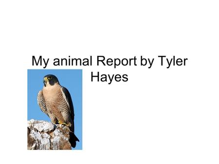My animal Report by Tyler Hayes. My Animal Report by Tyler Hayes.