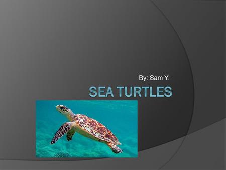 By: Sam Y.. Introduction  People that that the shell of a sea turtle is just like a crab but it’s archly part of the body. Sea turtles are millions of.