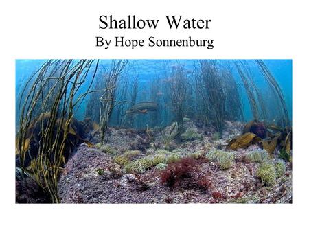 Shallow Water By Hope Sonnenburg. Marine Life In shallow water you can find many different types of marine life.