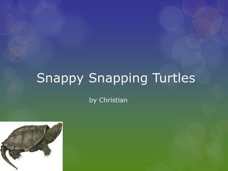 Snappy Snapping Turtles by Christian. What is a Snapping Turtle?  A snapping turtle is a reptile with a shell their shell can be brown, dark green, and.