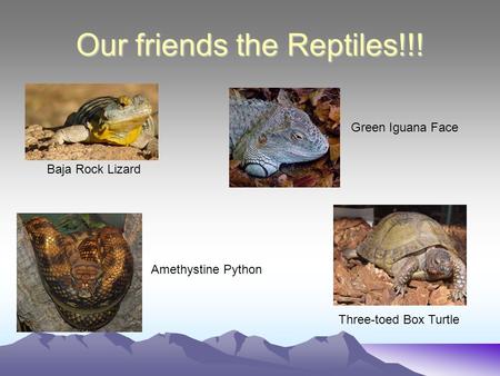Our friends the Reptiles!!! Baja Rock Lizard Green Iguana Face Amethystine Python Three-toed Box Turtle.