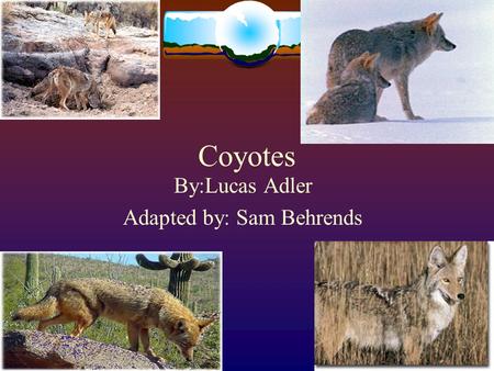 Coyotes By:Lucas Adler Adapted by: Sam Behrends. The Coyote  Grayish brown to grayish yellow on upper parts  Throat and belly are whitish.  The forelegs,