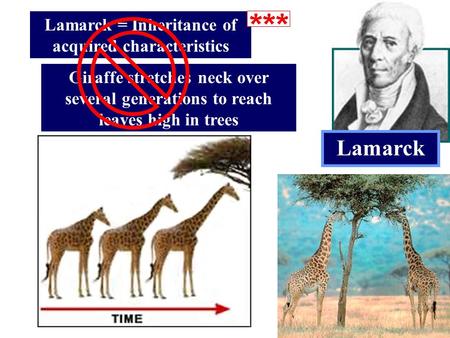 Lamarck Lamarck = Inheritance of acquired characteristics Giraffe stretches neck over several generations to reach leaves high in trees.