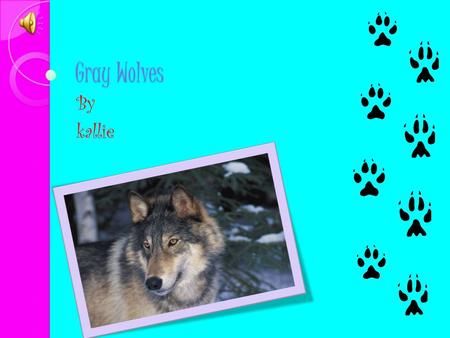 Gray Wolves By kallie Physical Characteristics height: 26-38 inches (at shoulder) Length: 4.5-6.5 feet (nose to end of tail) Weight: 55-175 lbs Lifespan: