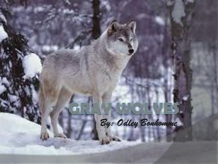 By: Odley Bonhomme GRAY WOLVES.