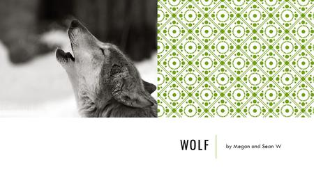 Wolf by Megan and Sean W.