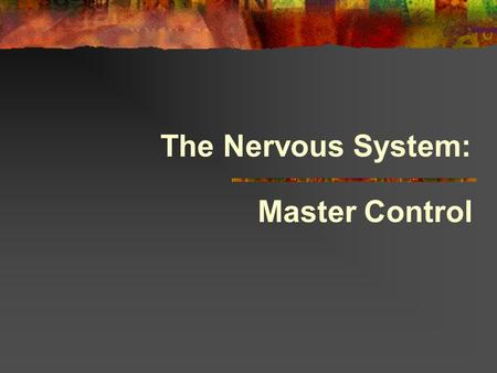 The Nervous System: Master Control Explore:How do you keep you balance?? (Balance Beam / marbles) What were some of the things you had to watch out for??