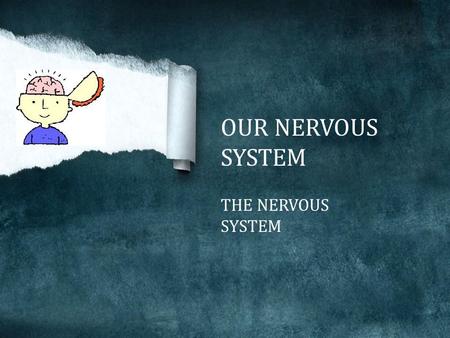 OUR NERVOUS SYSTEM THE NERVOUS SYSTEM The nervous system is made up of the brain, spinal cord, and nerves. Nervous system is our body's most important.