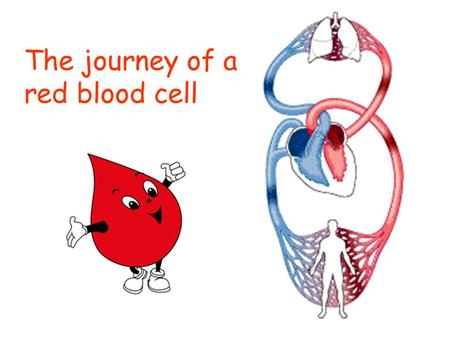 The journey of a red blood cell