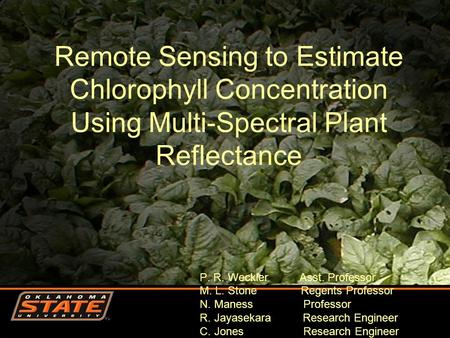Remote Sensing to Estimate Chlorophyll Concentration Using Multi-Spectral Plant Reflectance P. R. Weckler Asst. Professor M. L. Stone Regents Professor.